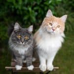 A tabby and a ginger maine coon standing on a chair.