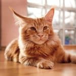 A fluffy ginger maine coon lying on a floor.
