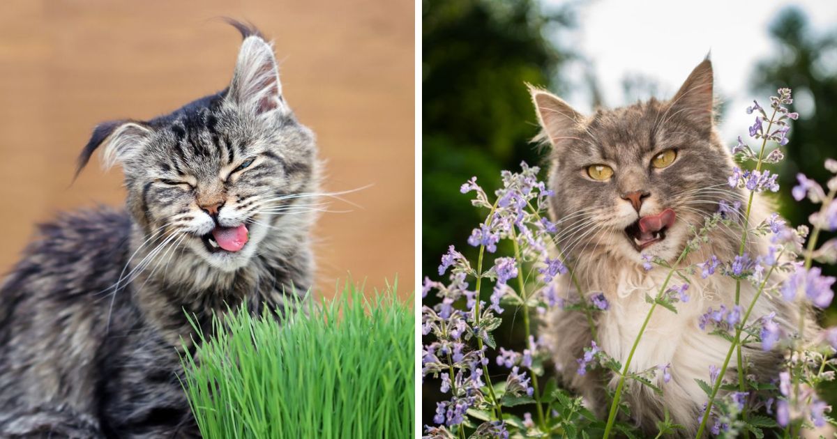 maine coon food allergies