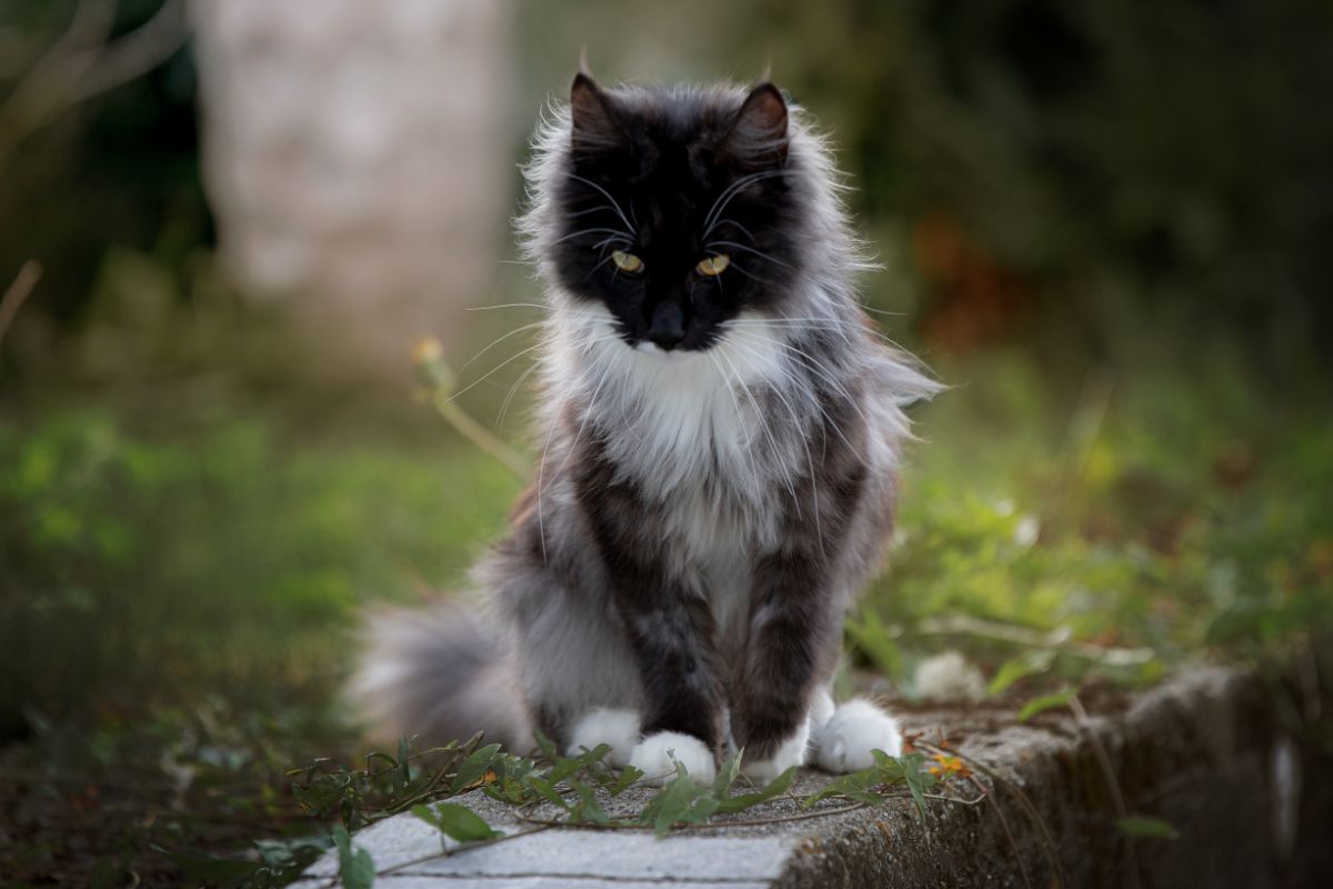 A fluffy gray maine coon stiing in a backyard garden.