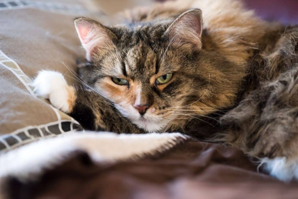 Do Maine Coons Have Sensitive Stomachs? (What Vets Say)