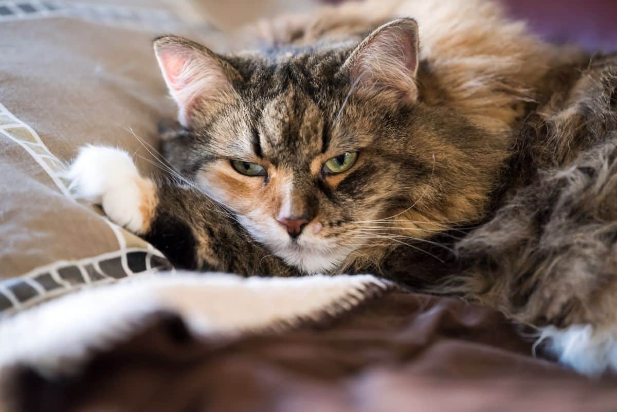 A grumpy-looking tabby maine coon lying on a bed.
