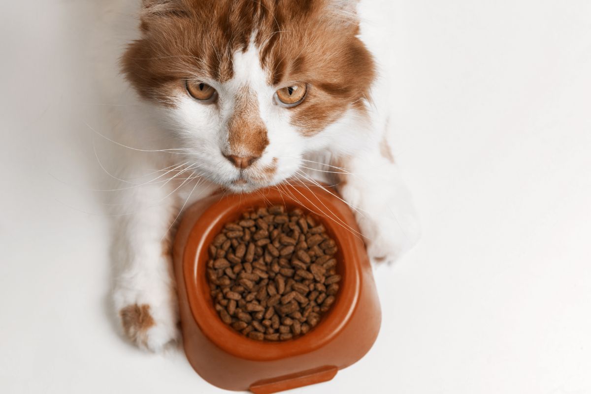 A brown-white maine coon lying holding a bowl of food.