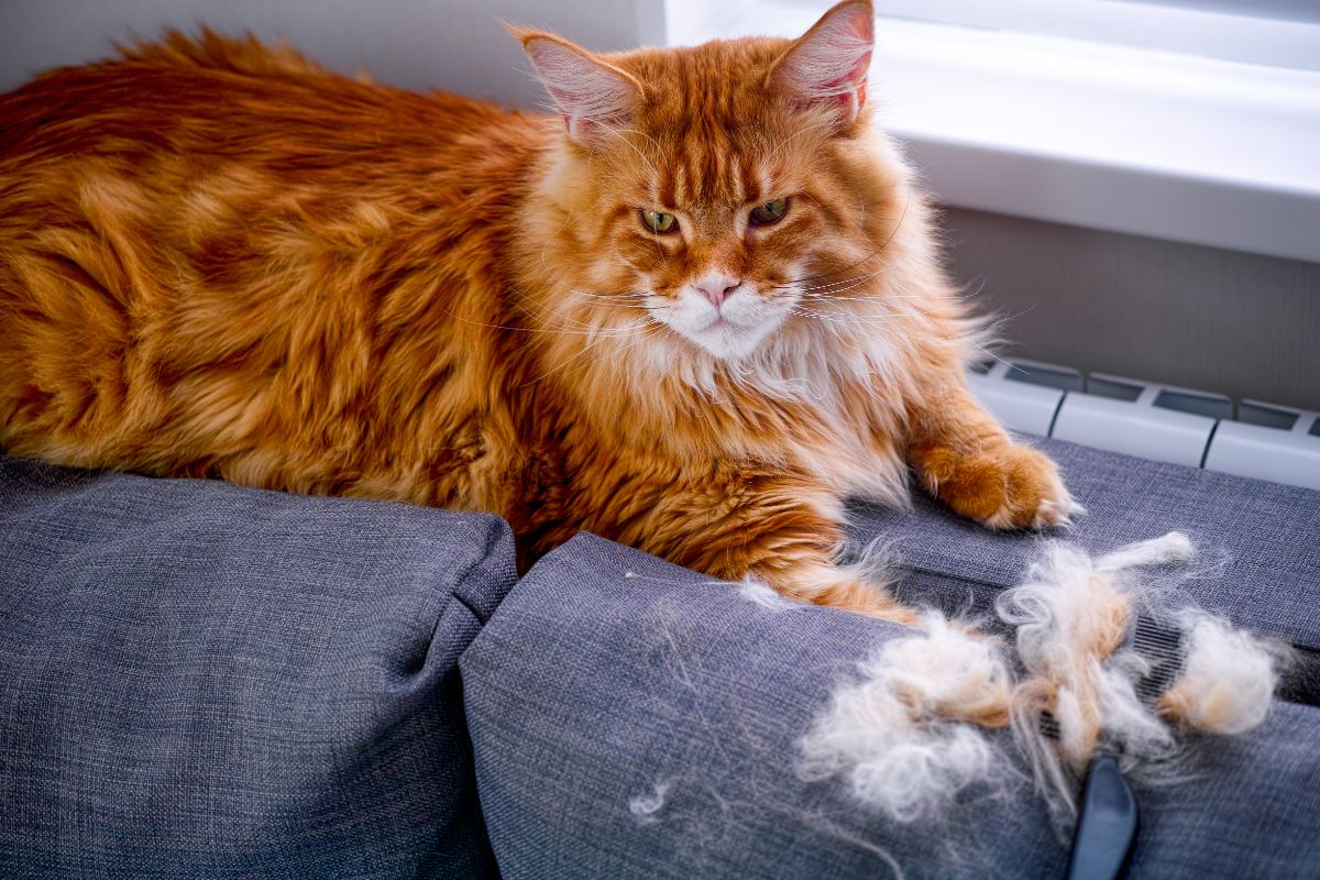 A ginger sad-looking maine coon sitting on a sofa near broomed fur.