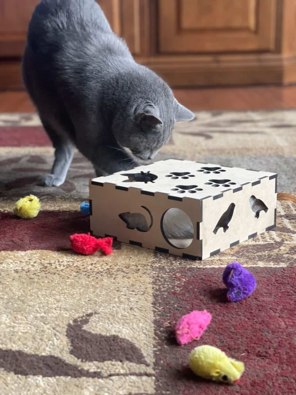 11 Treat Games to Stimulate Your Cat's Brain (fun picks)