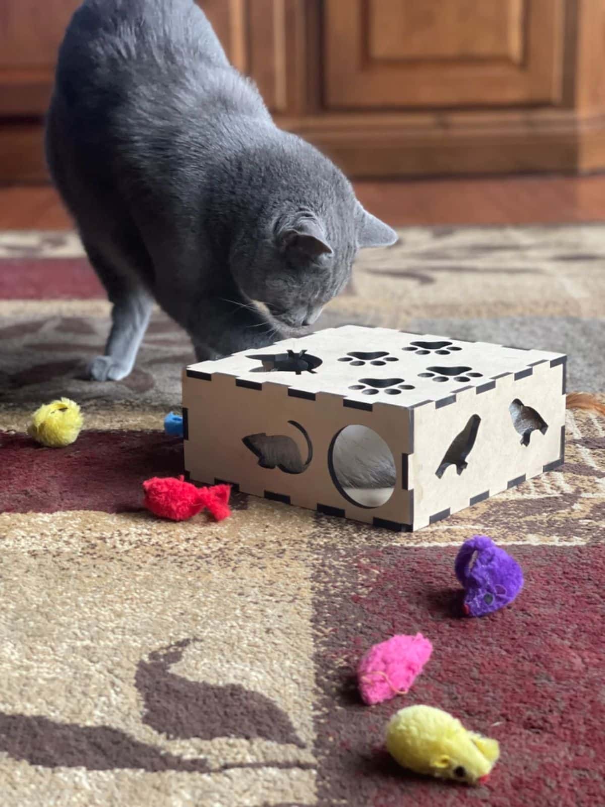 Buy Cat Amazing MEGA - Cat Treat Puzzle Box - Interactive Treat Maze - Cat  Puzzle Feeder - Treat Box for Indoor Cats - Enrichment Food Toy - Best Cat  Toy Ever!