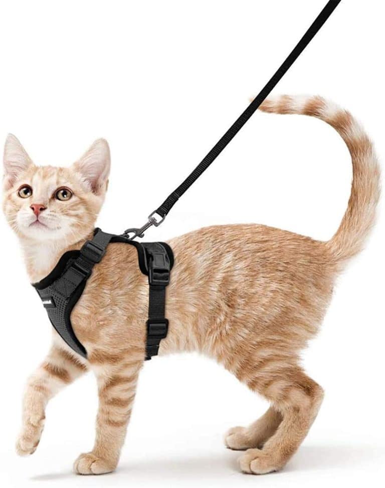 7 EscapeProof Maine Coon Harnesses