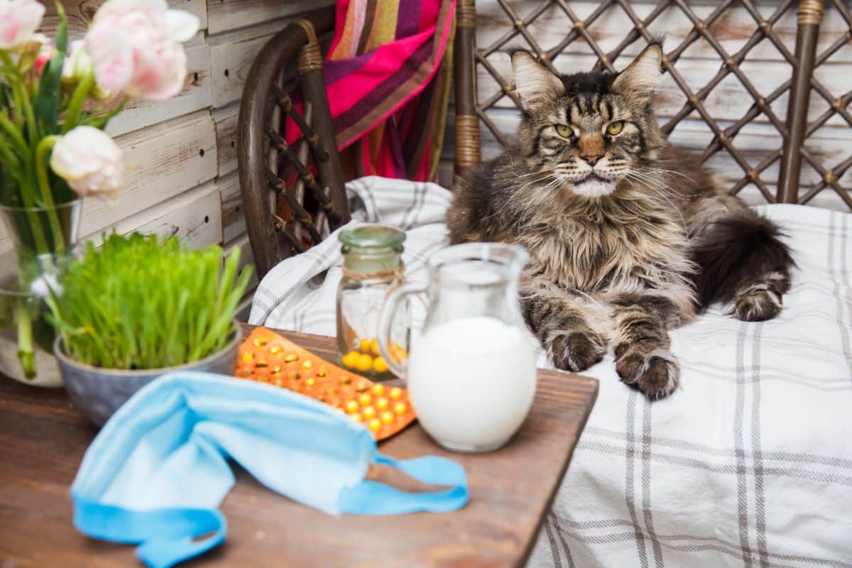 A big fluffy tabby maine coon lying on  a table .