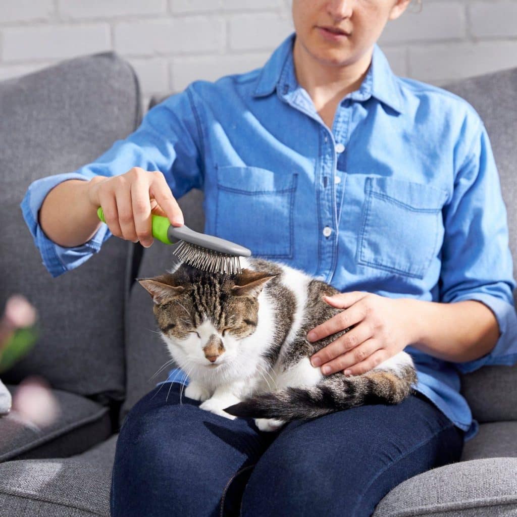 13 Best Brushes for Maine Coon Cats (Cat Tested)