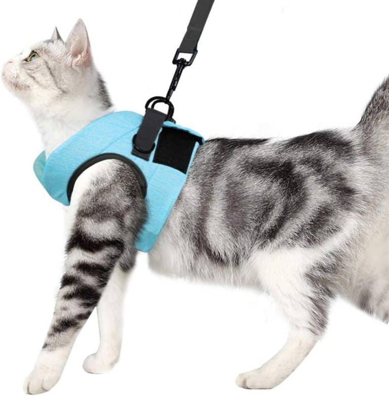 7 EscapeProof Maine Coon Harnesses