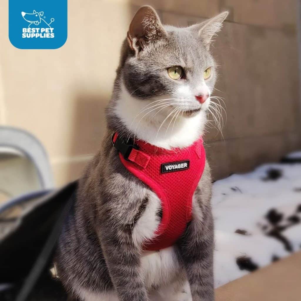 7 EscapeProof Maine Coon Harnesses