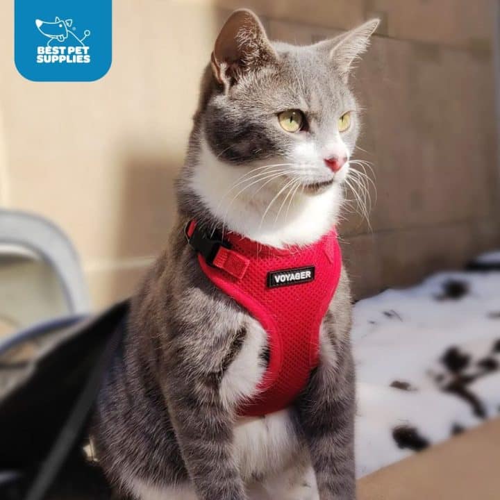 7 EscapeProof Maine Coon Harnesses