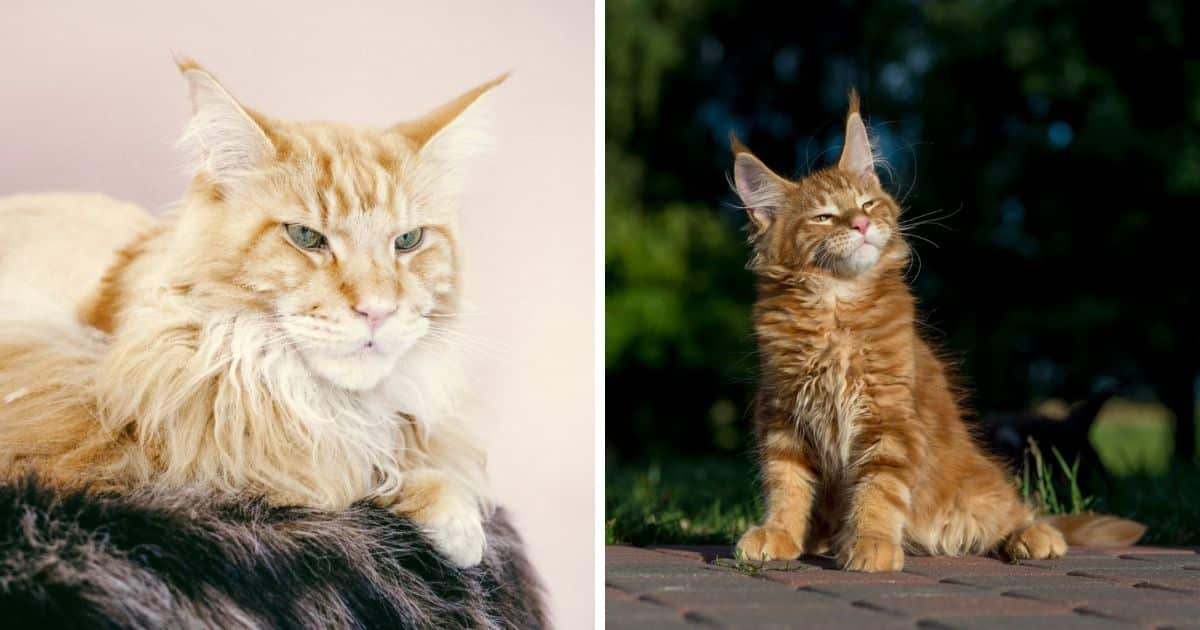 7 Best Flea Treatments for Maine Coon Cats