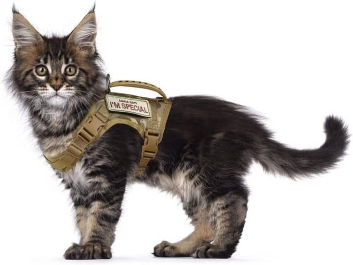 7 EscapeProof Maine Coon Harnesses
