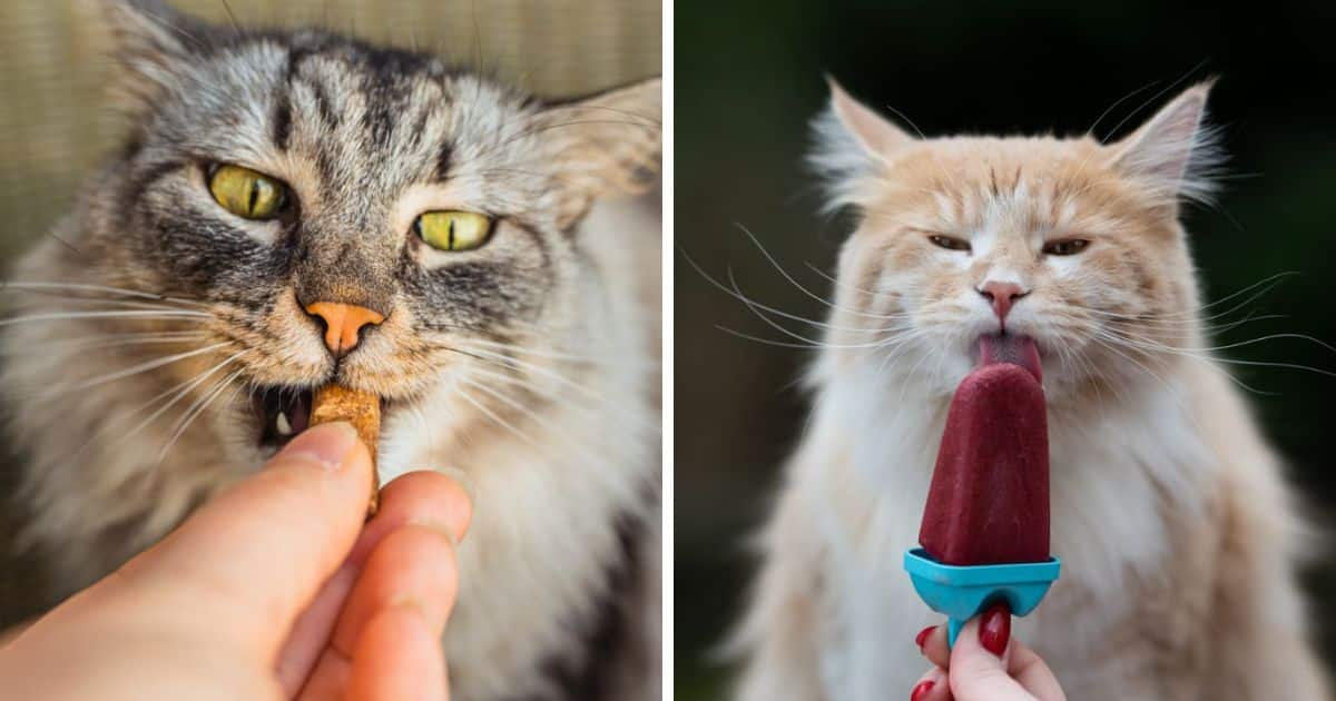 7 Best Cat Treat Launchers Your Feline Will Love (Pet Approved