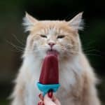 A cute fluffy creamy maine coon licking an icecream treat held by hand,