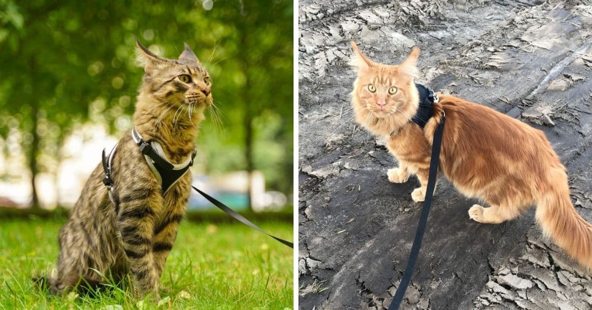 7 Escape-Proof Maine Coon Harnesses - MaineCoon.org