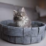 A cute gray maine coon kitten sitting in a gray cat bed.
