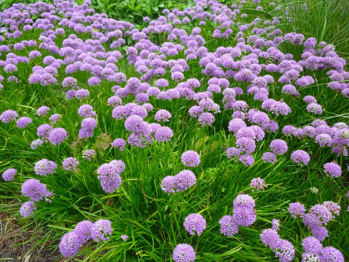 Purple blooming flowers of allium in a garden.