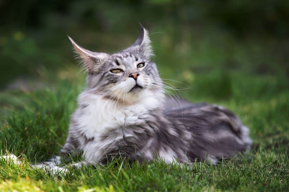A big fluffy maine coon lying on green grass.