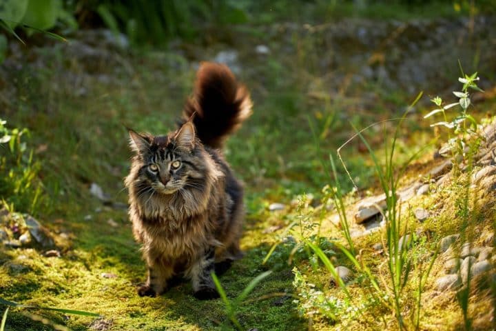 Where Are Maine Coon Cats From? (Real Origin) - MaineCoon.org