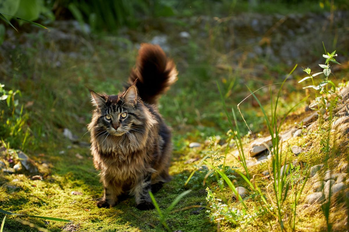 A big fluffy maine coon walking in a backyard ditch.