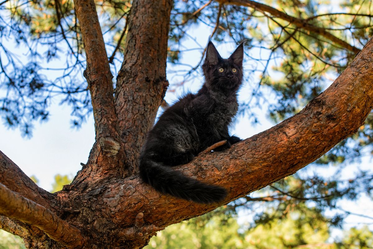 A black fluffy maine coon sitting on a tree.