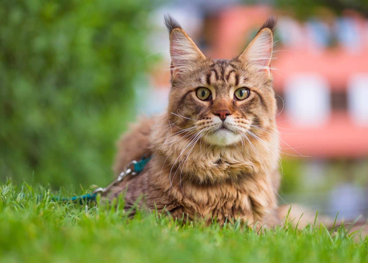 A brown maine coon with a leash lying on green grass.