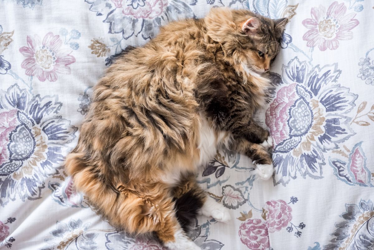 A big fluffy pregnant maine coon lying on a bed.