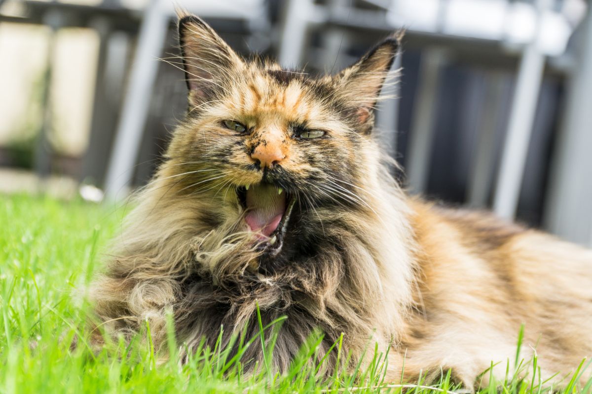 A calico fluffy maine coon with open mouth lying in green grass.