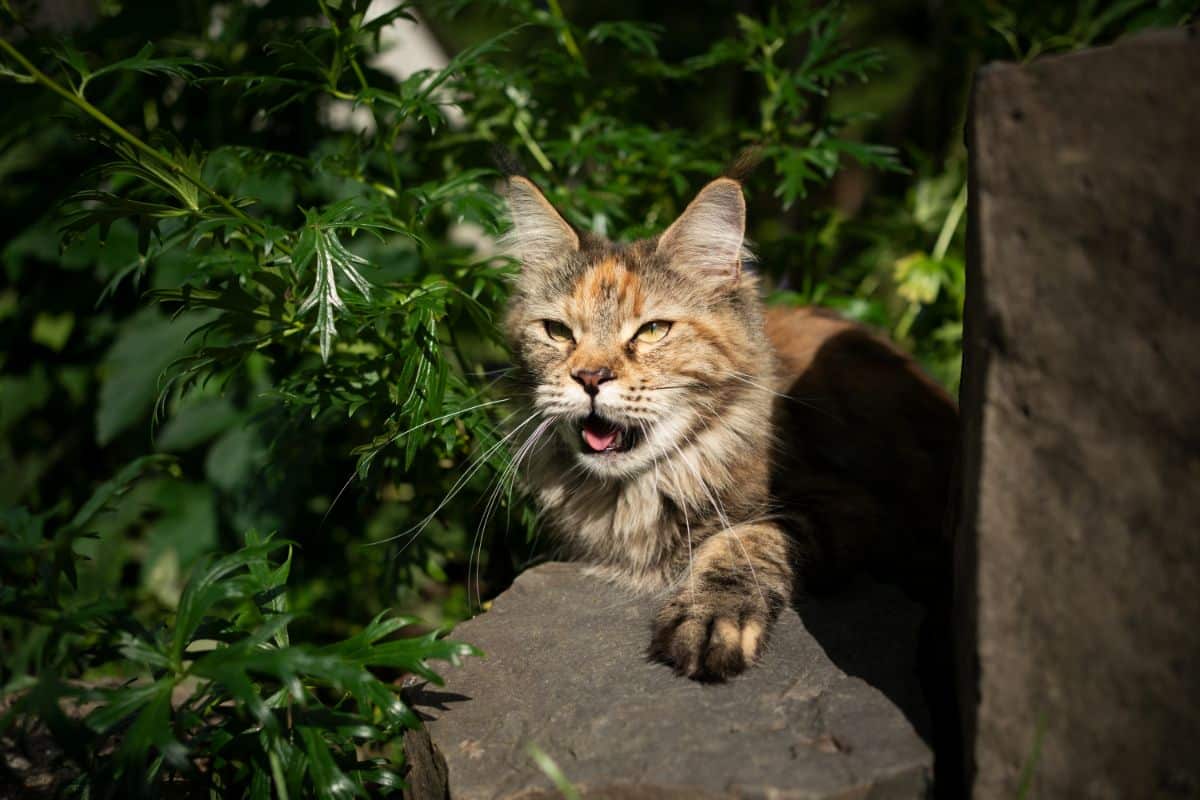 A breathless calico maine coon in a backyard on a sunny day.