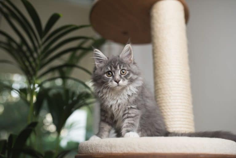 13 Best Cat Trees For Maine Coons in 2022 (Cat Tested!)