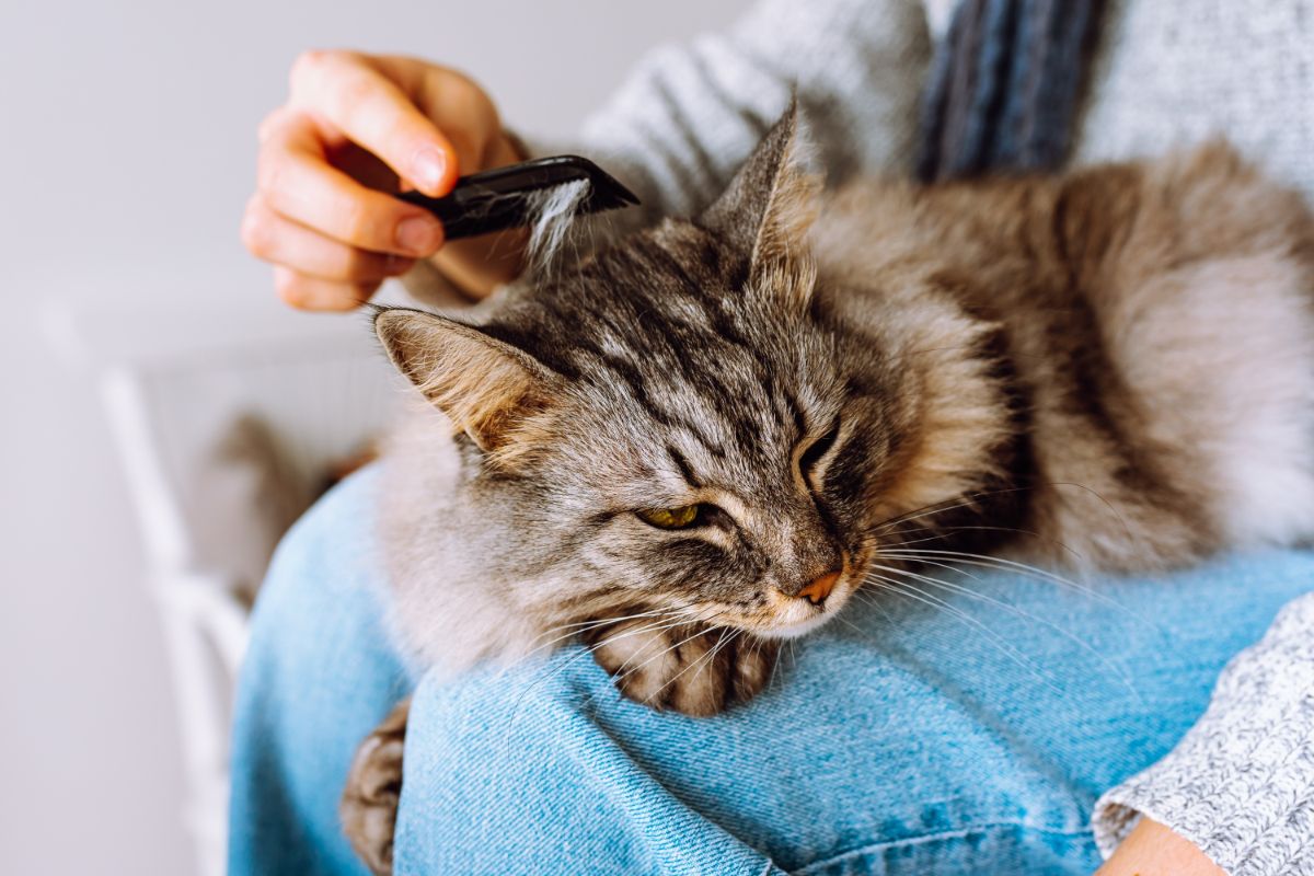 An owner combing a tabby fluffy maine coon.