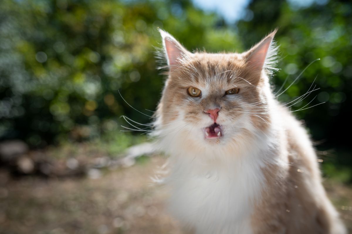 A creamy fluffy maine coon with a funny face near a river.