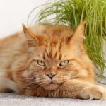 A sad-looking ginger maine coon lying next to a pot.