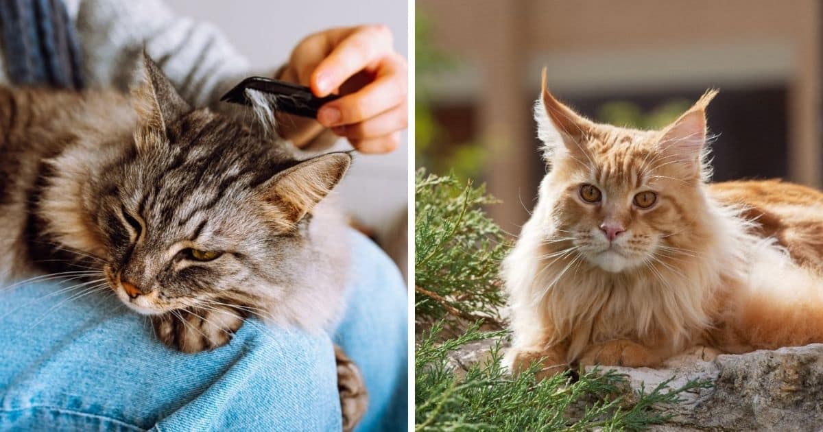 Do Maine Coons Have Skin Problems? (What Vets Say)