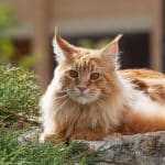 A fluffy ginger maine coon lying on rock on a sunny day.