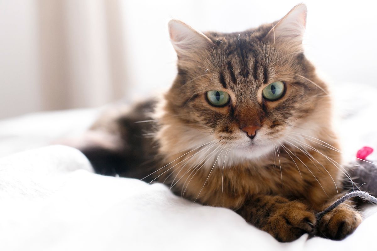 A tabby maine coon lying on a bed.