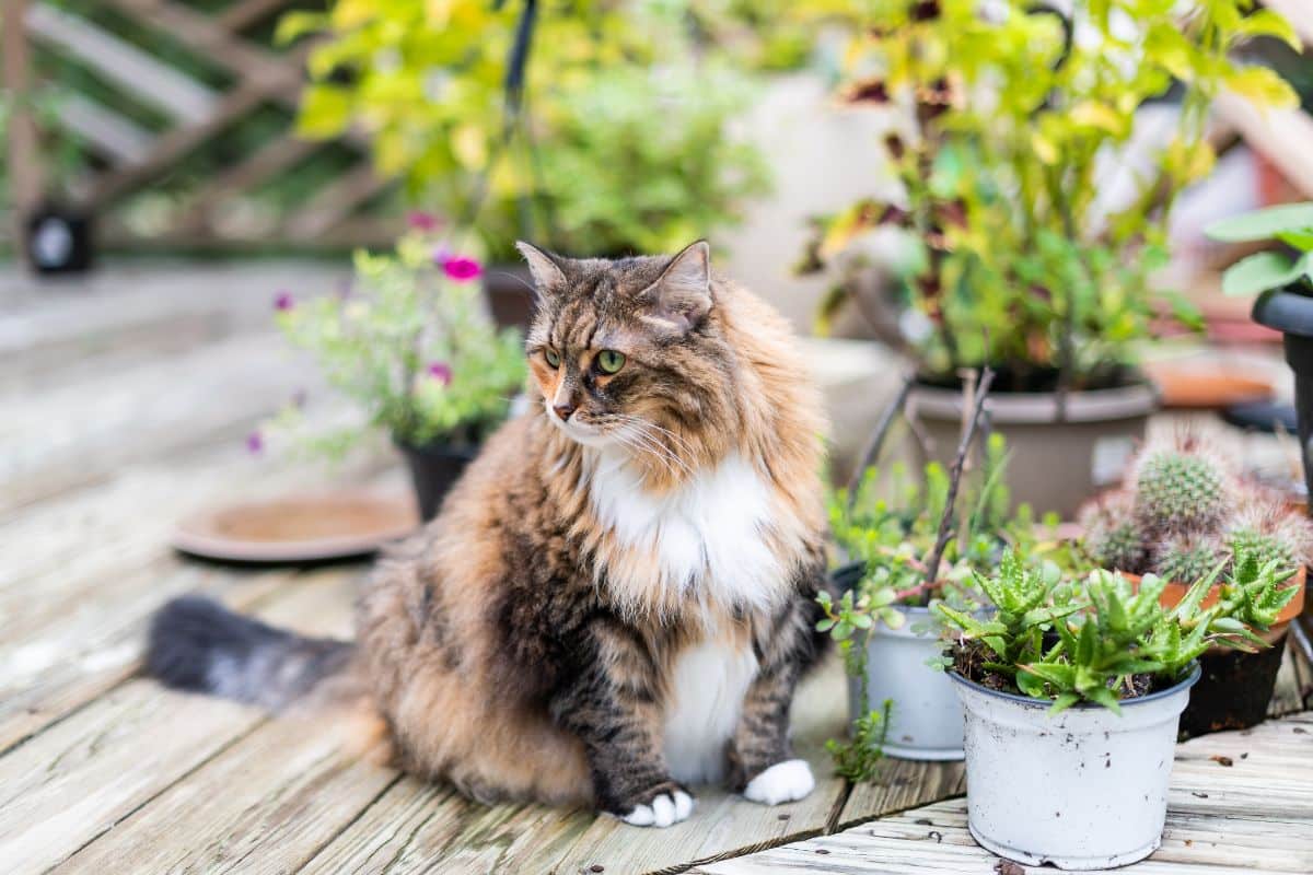 A big fluffy calico maine coon sitting on a wooden porch next to plants in pots.