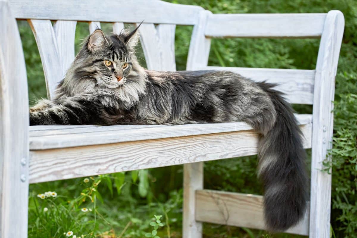 A gray fluffy maine coon lying on a wooden bench in a garden.