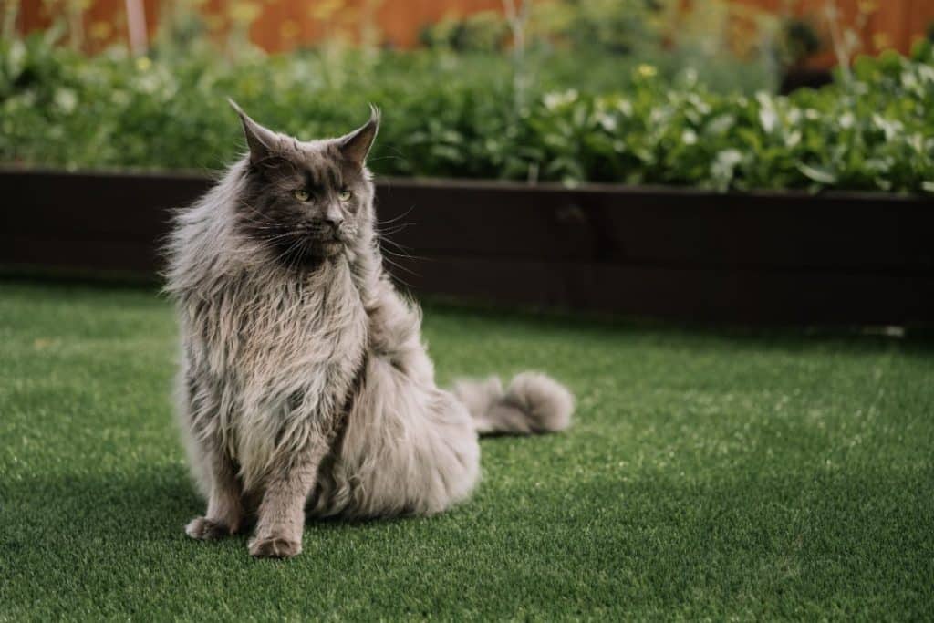 When Do Maine Coons Stop Growing? (Answered)