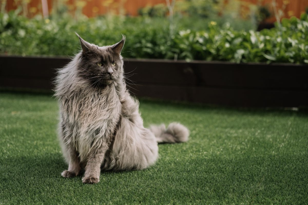 A big fluffy gray maine coon sitting on a green lawn.