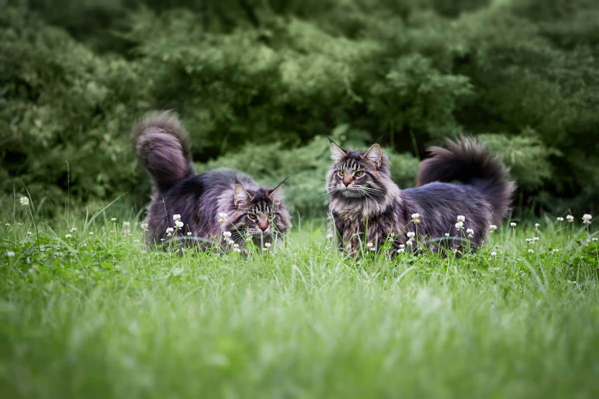 Two big fluffy gray maine coon cats in a backyard.