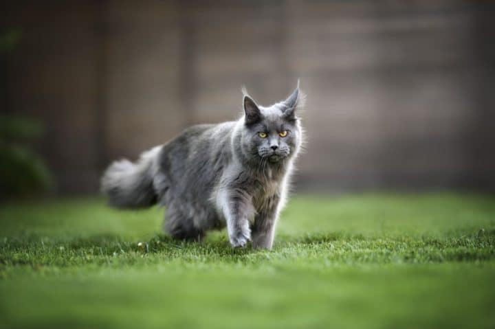 Shaving a Maine Coon: 11 Important Facts To Know - MaineCoon.org