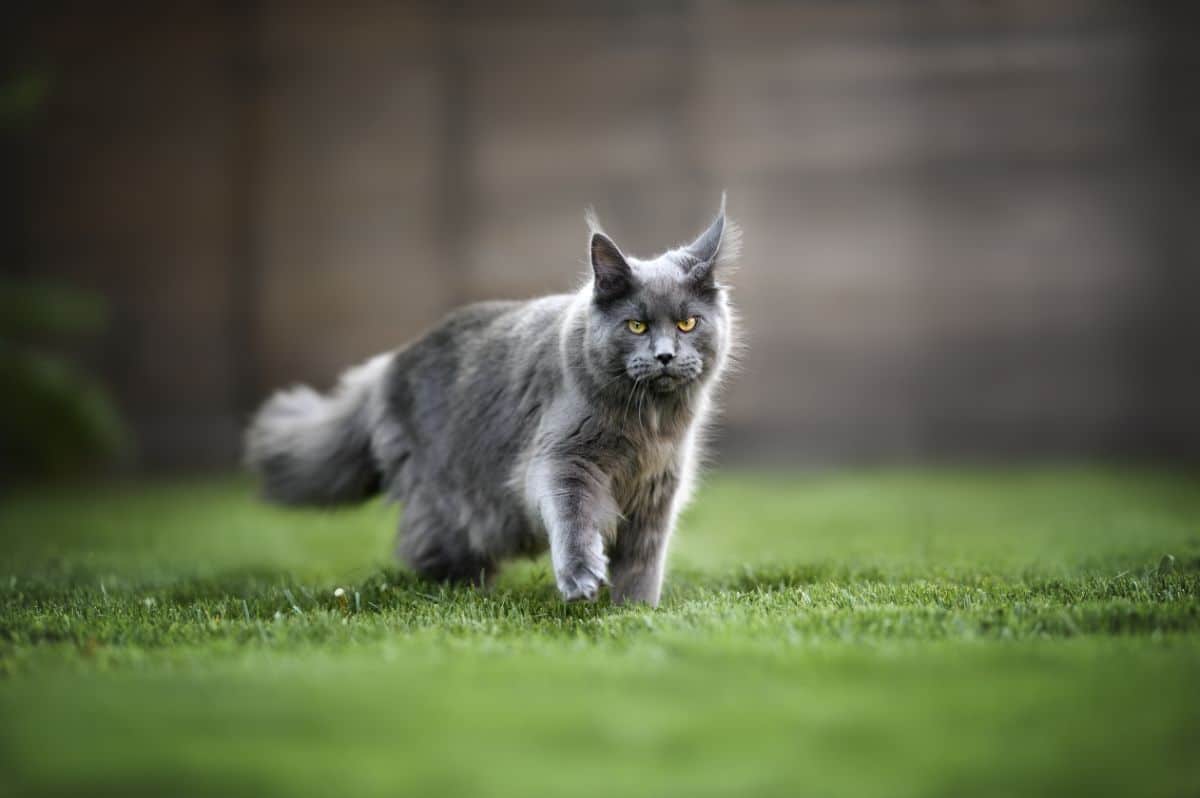 A fluffy blue maine coon walking in a backyard.