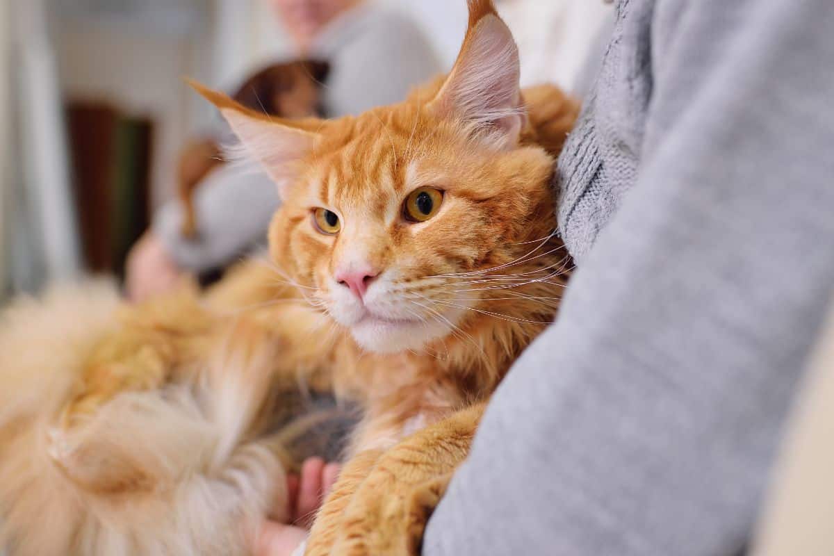 A ginger maine coon sitting in a human lap.