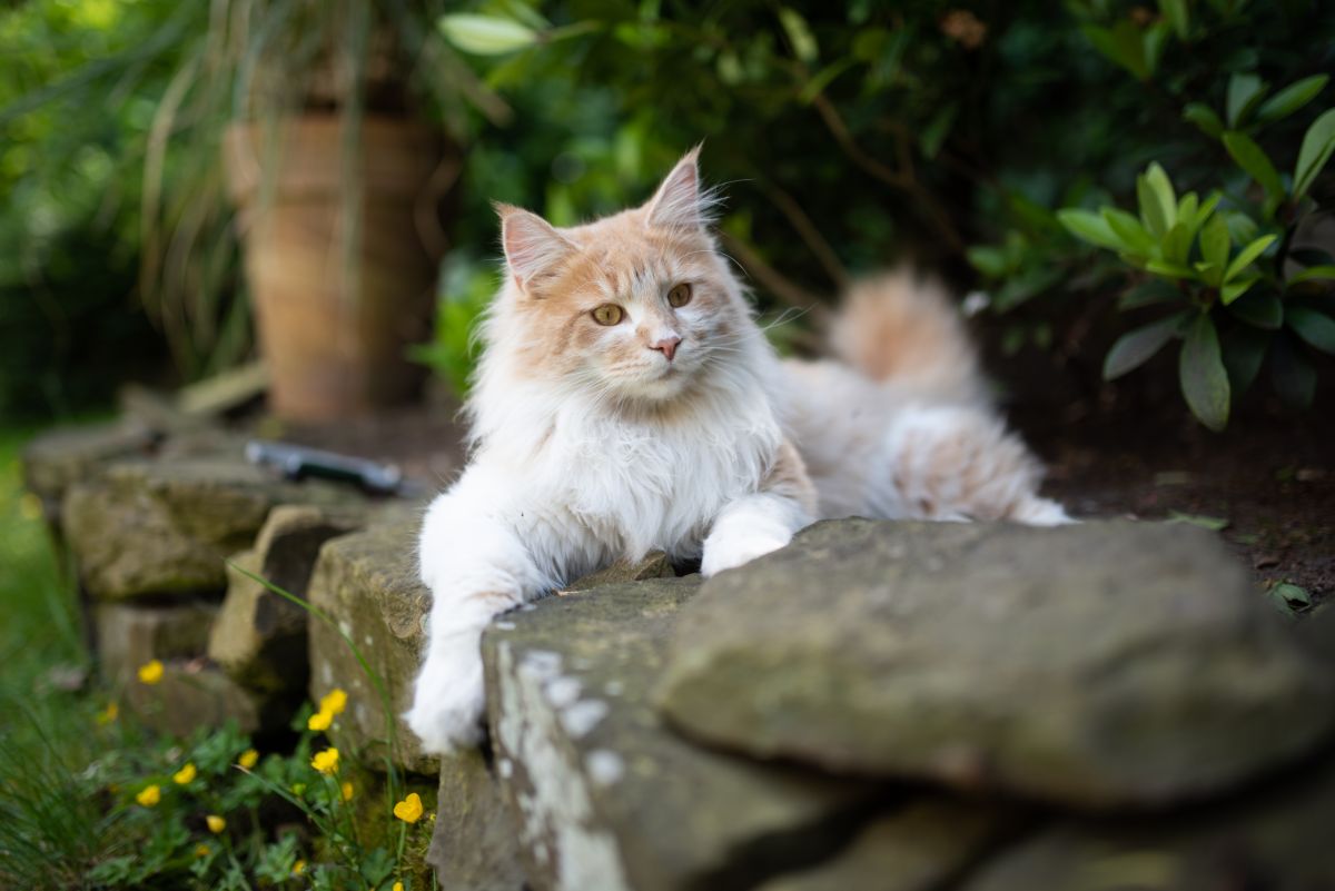 A white-orange fluffy maine coon lying on a rock garden wall.