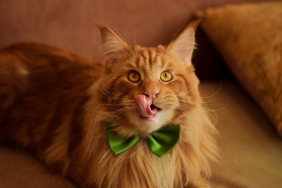 A ginger fluffy maine coon with a green bowtie and tongue oit.