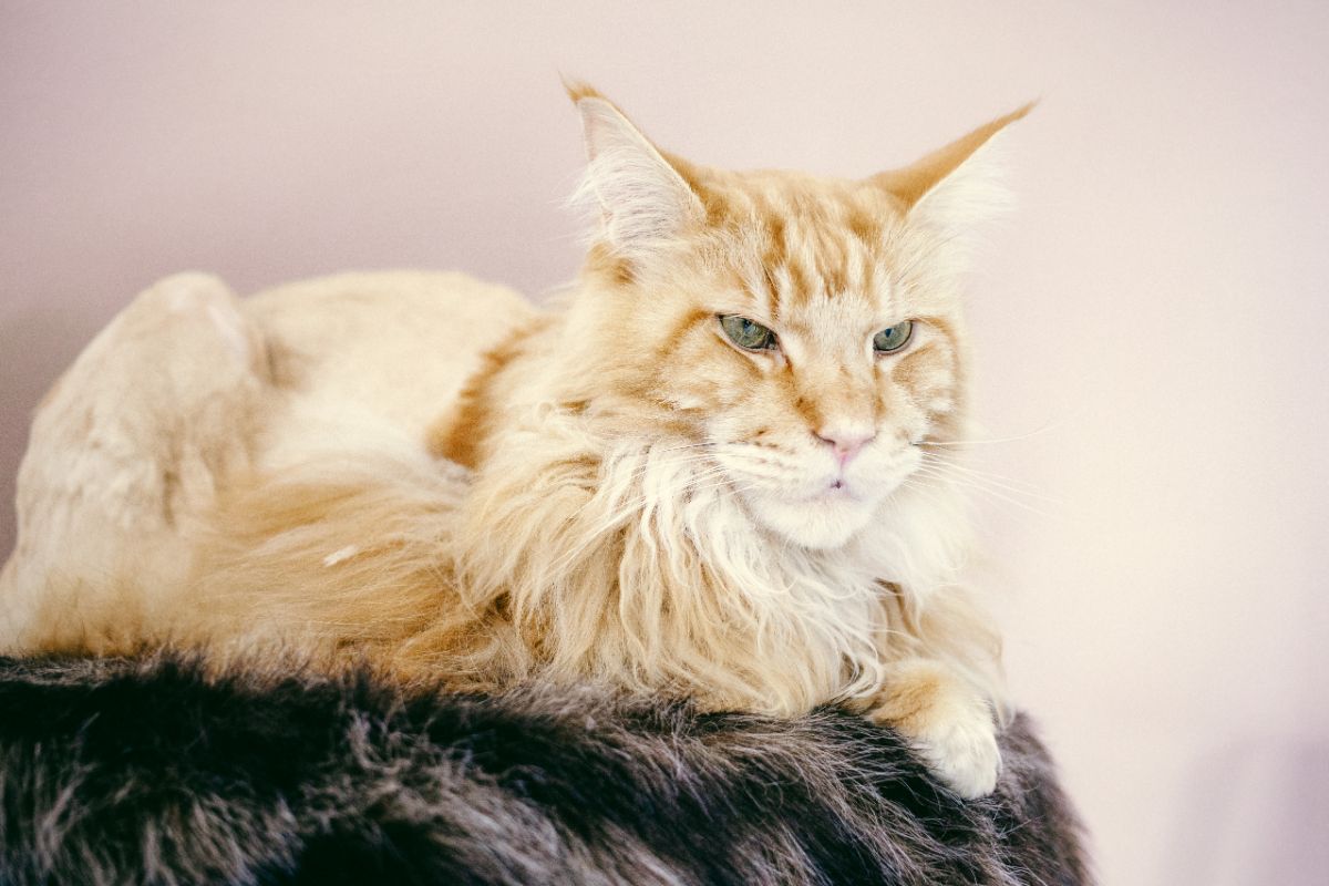 A fluffy ginger maine coon lying on a fur.