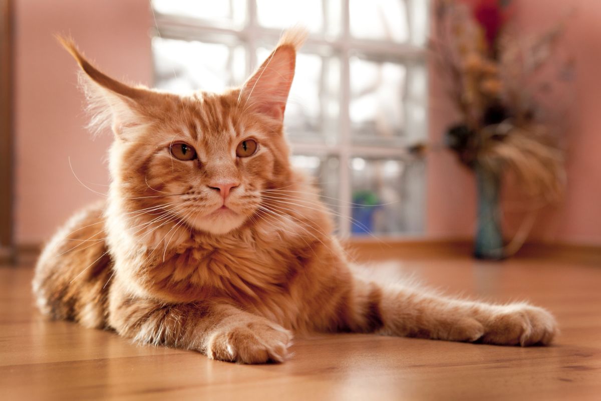 A ginger fluffy maine coon lying on a floor.